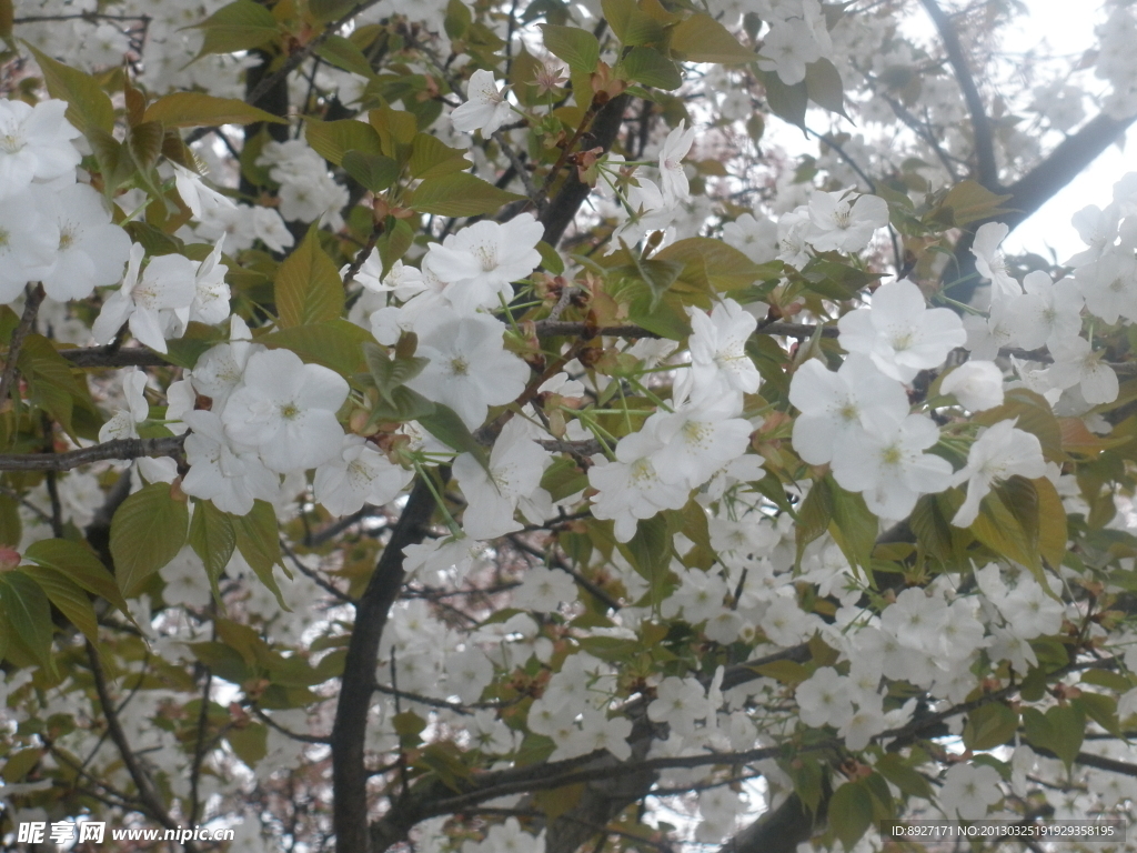 樱花