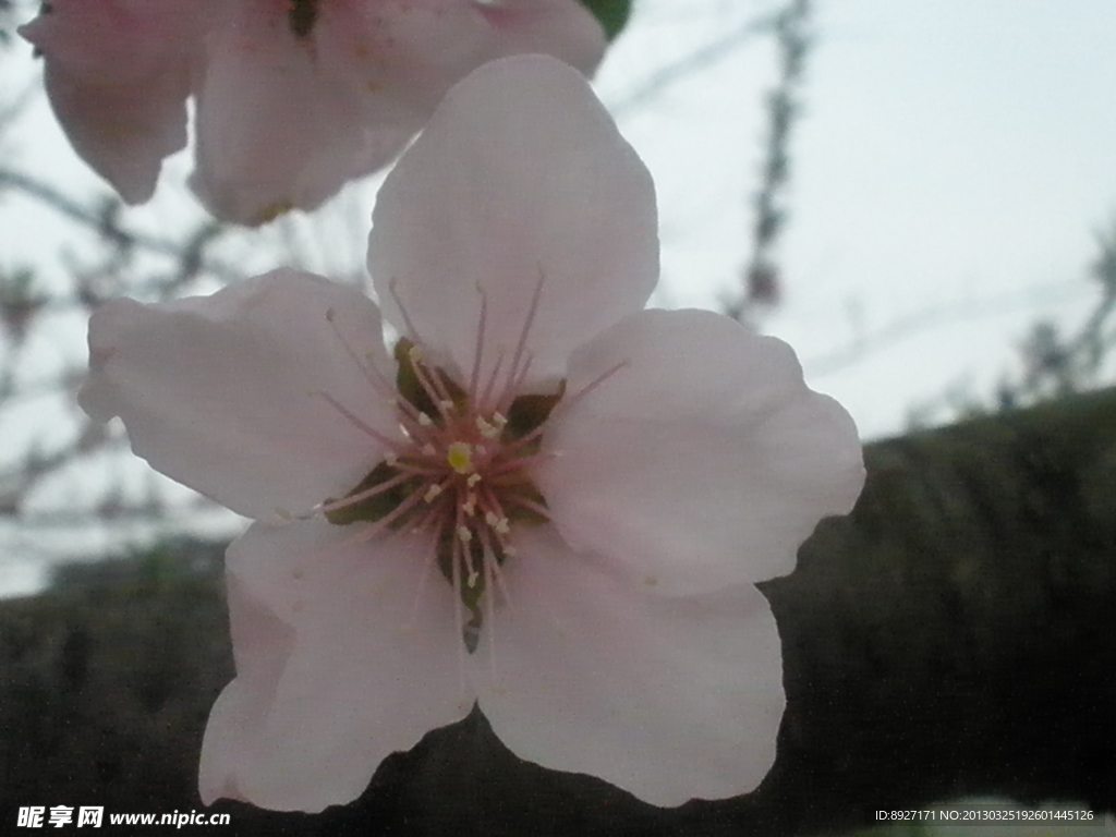 桃花