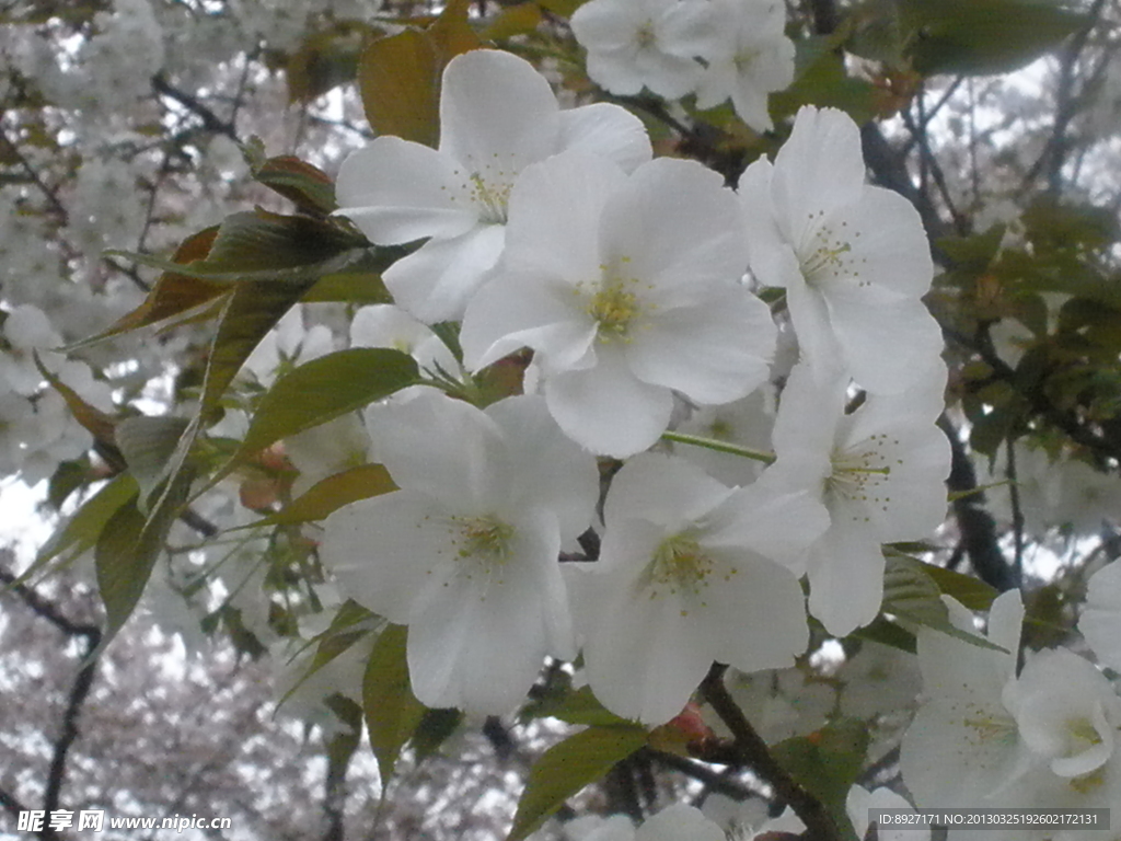 樱花