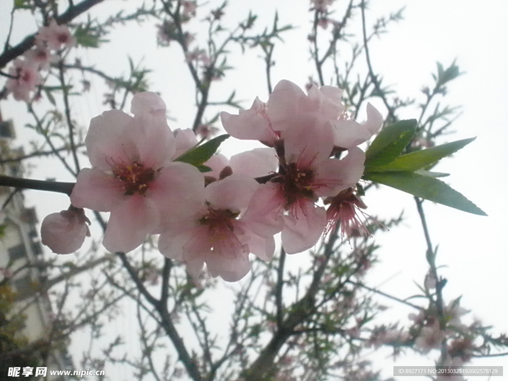 桃花