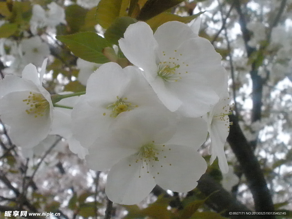 樱花