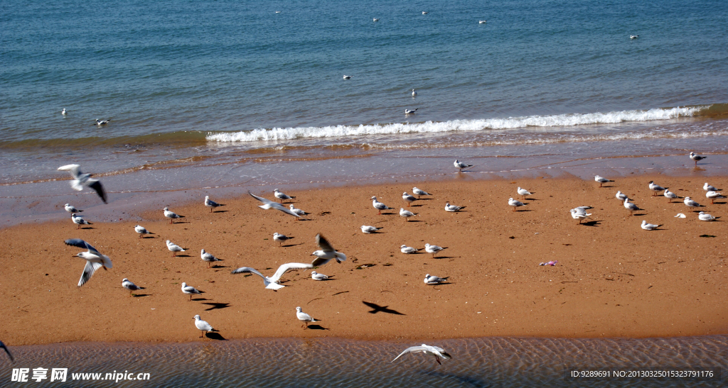 金沙滩海鸥