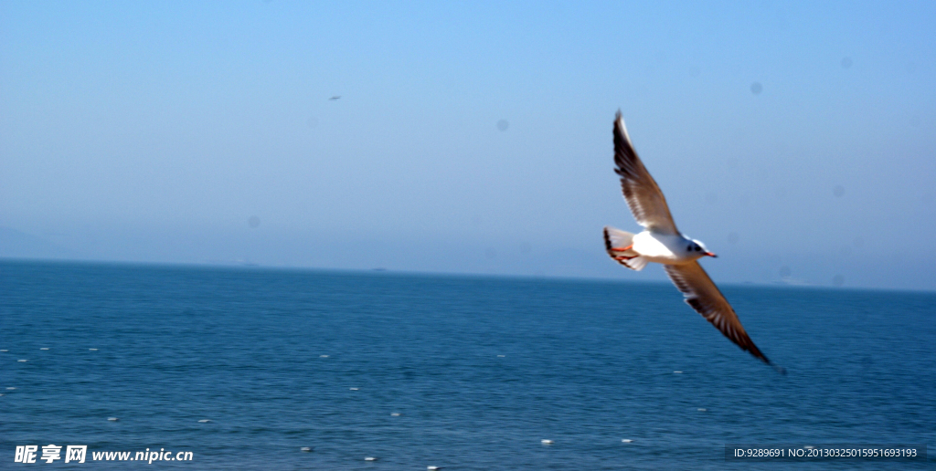 大海中翱翔的海鸥