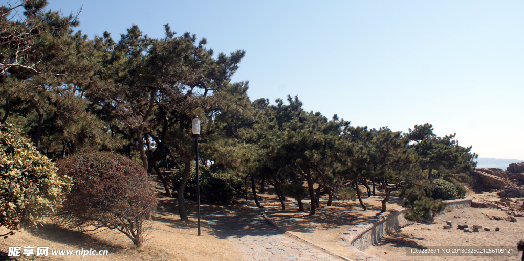 青岛海边的松树