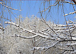 雪景