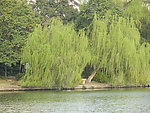 柳树