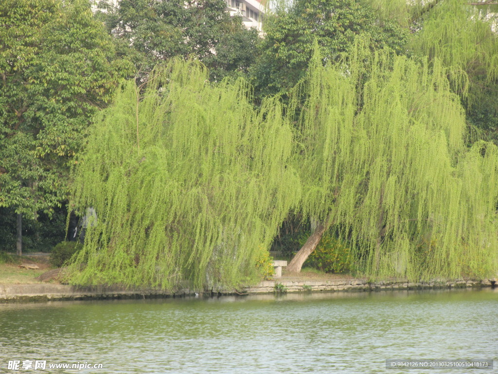 柳树