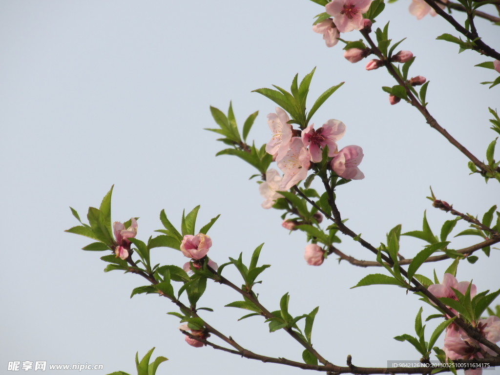 桃花