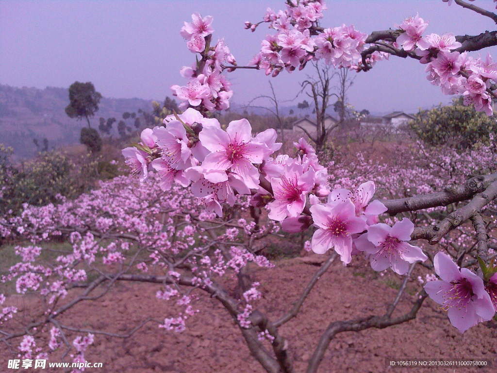 桃花