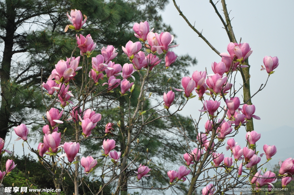 紫红色玉兰花