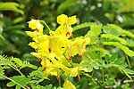 小花