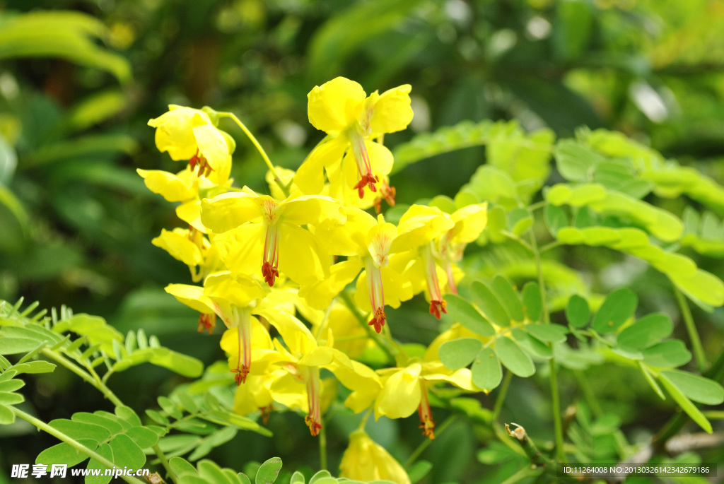 小花