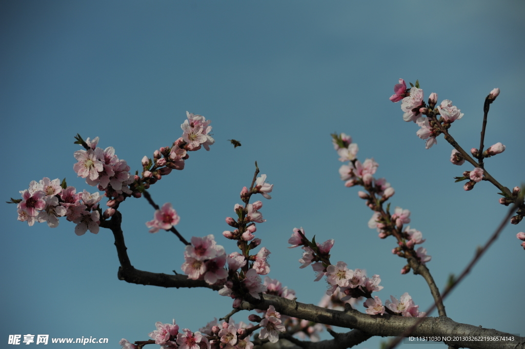 桃花