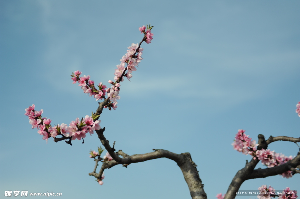 桃花