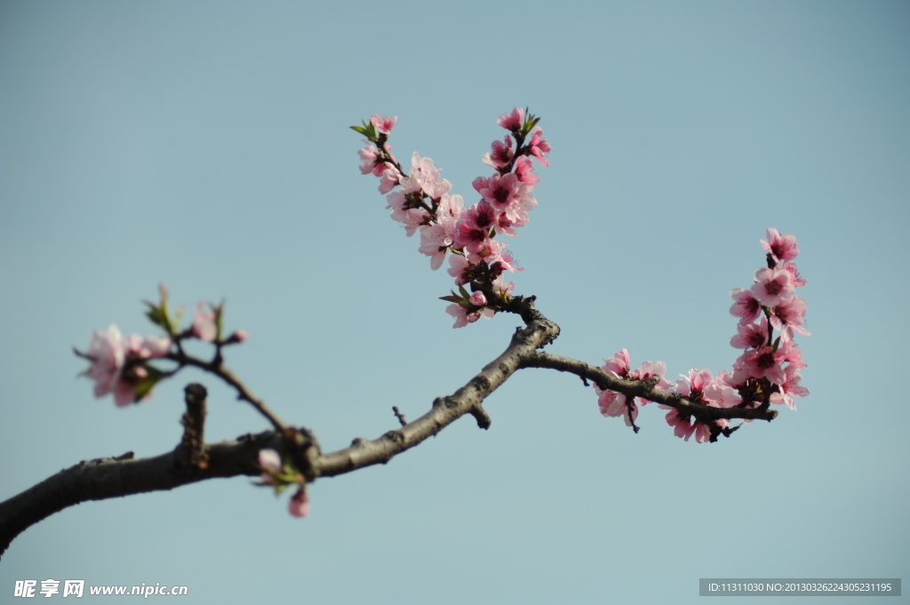 桃花