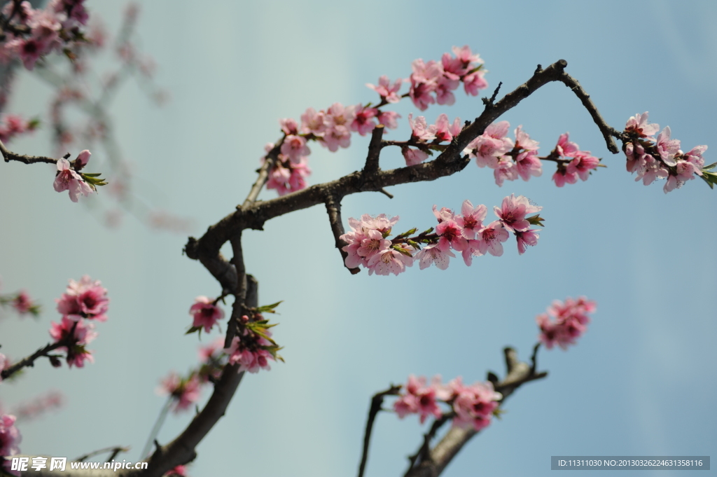 桃花