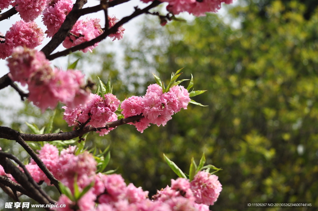 桃花