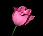 玫瑰花