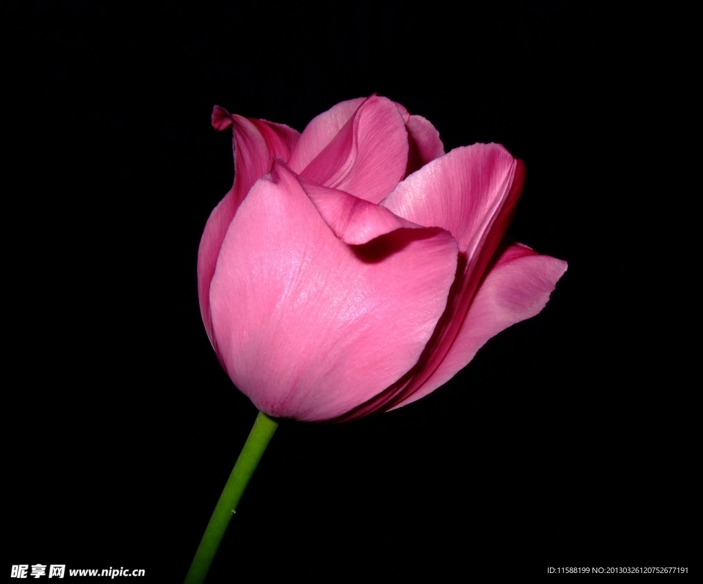 玫瑰花