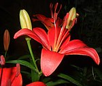 百合花