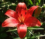 百合花