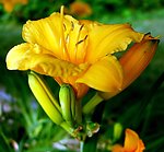 百合花