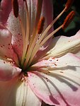 百合花