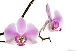 淡雅兰花