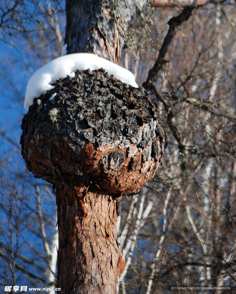 冬天的松树瘤子
