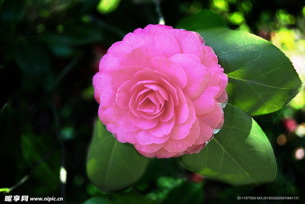 茶花