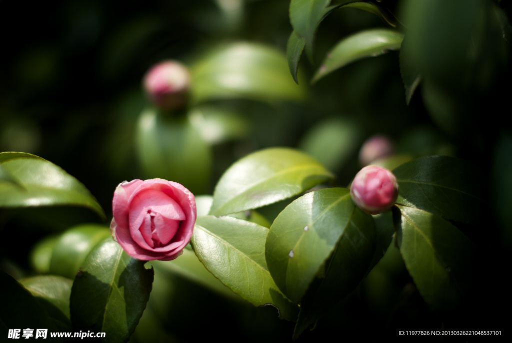 茶花 花蕾 粉色