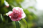茶花 风