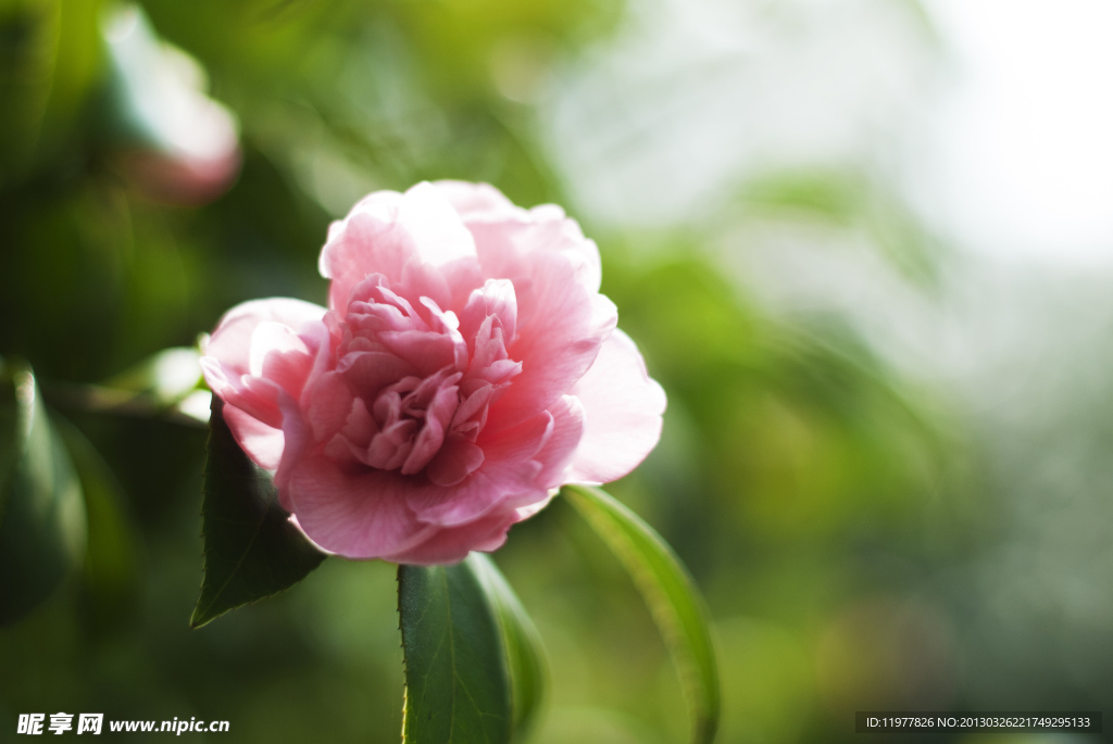 茶花 风