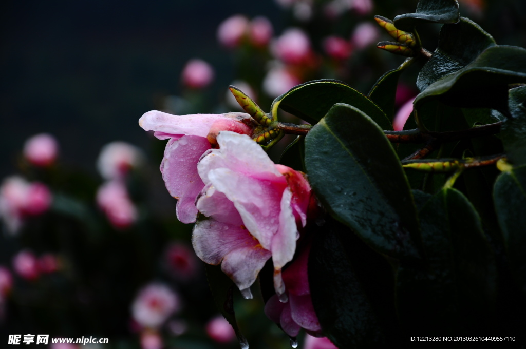 茶花