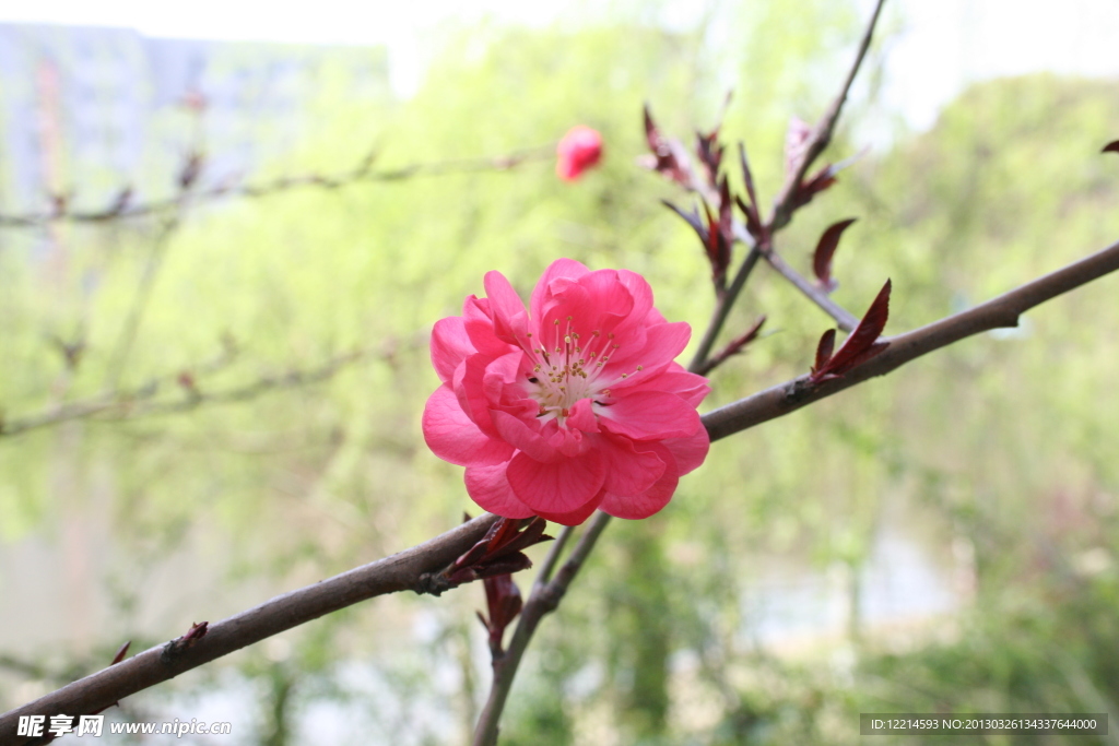 桃花