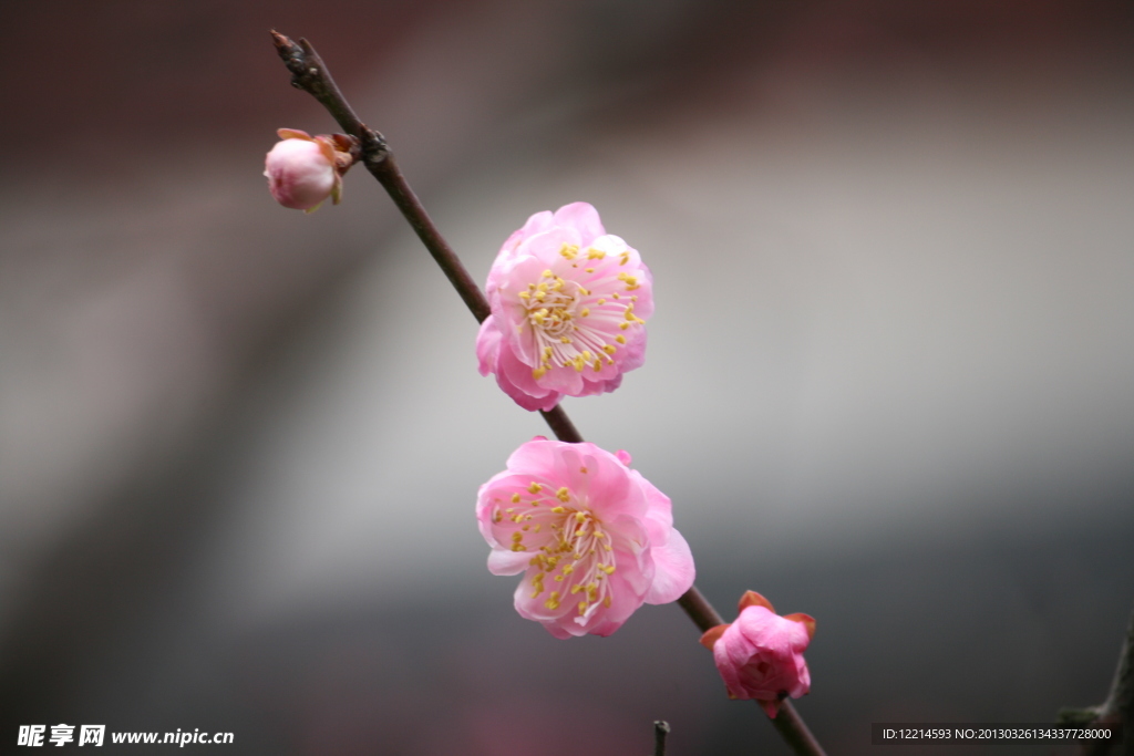 梅花