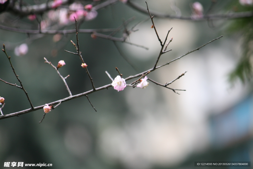 梅花