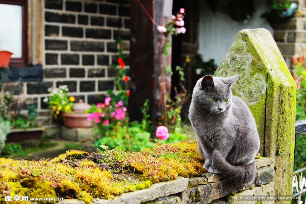 唯美花园猫