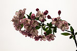 上海桃花