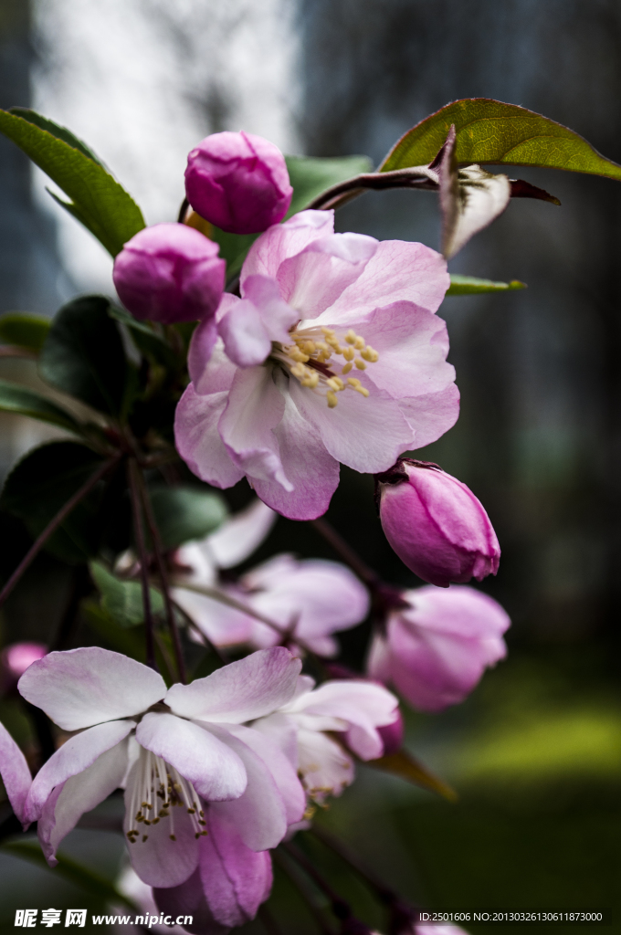 春天桃花