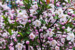 陆家嘴桃花