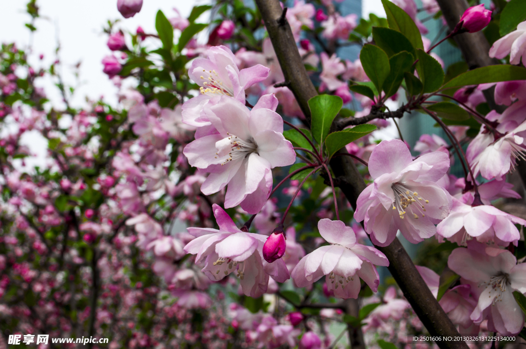 桃花