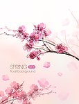 春天桃花背景