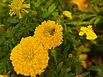 小蜜蜂 万寿菊