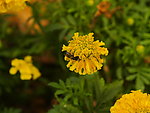万寿菊 蜜蜂