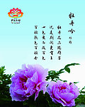 洛阳牡丹