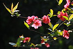 贴梗海棠