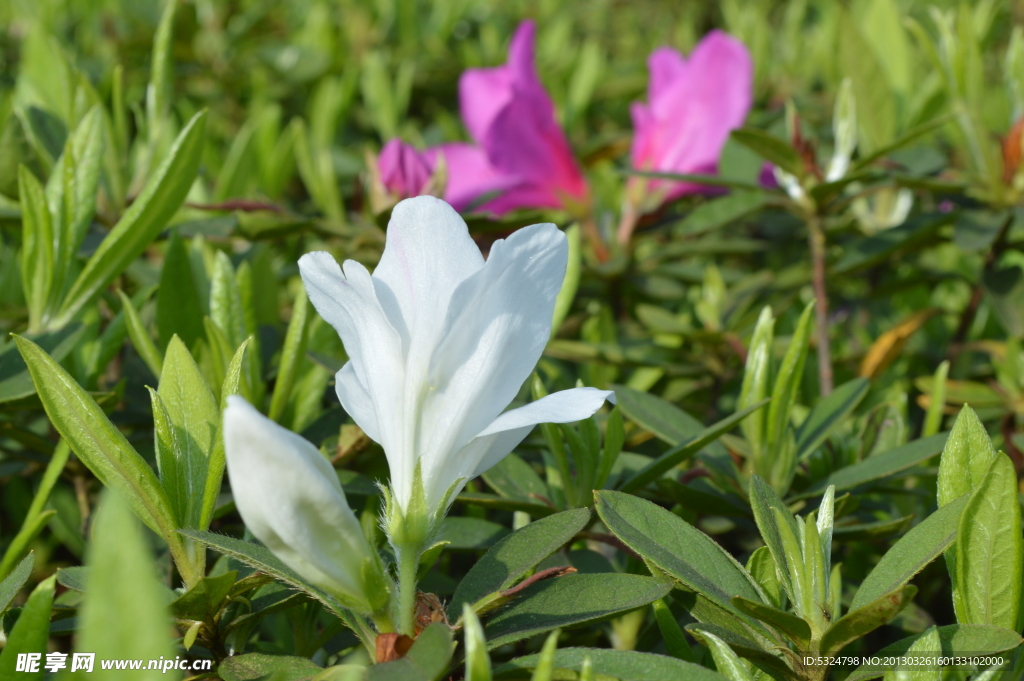 杜鹃花