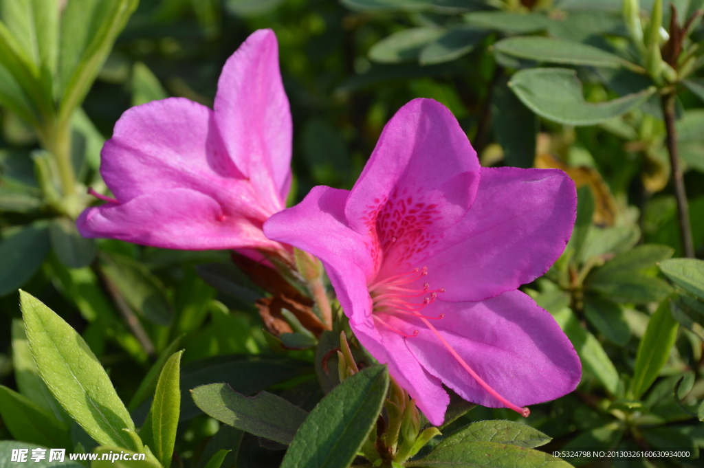 杜鹃花
