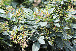 药材